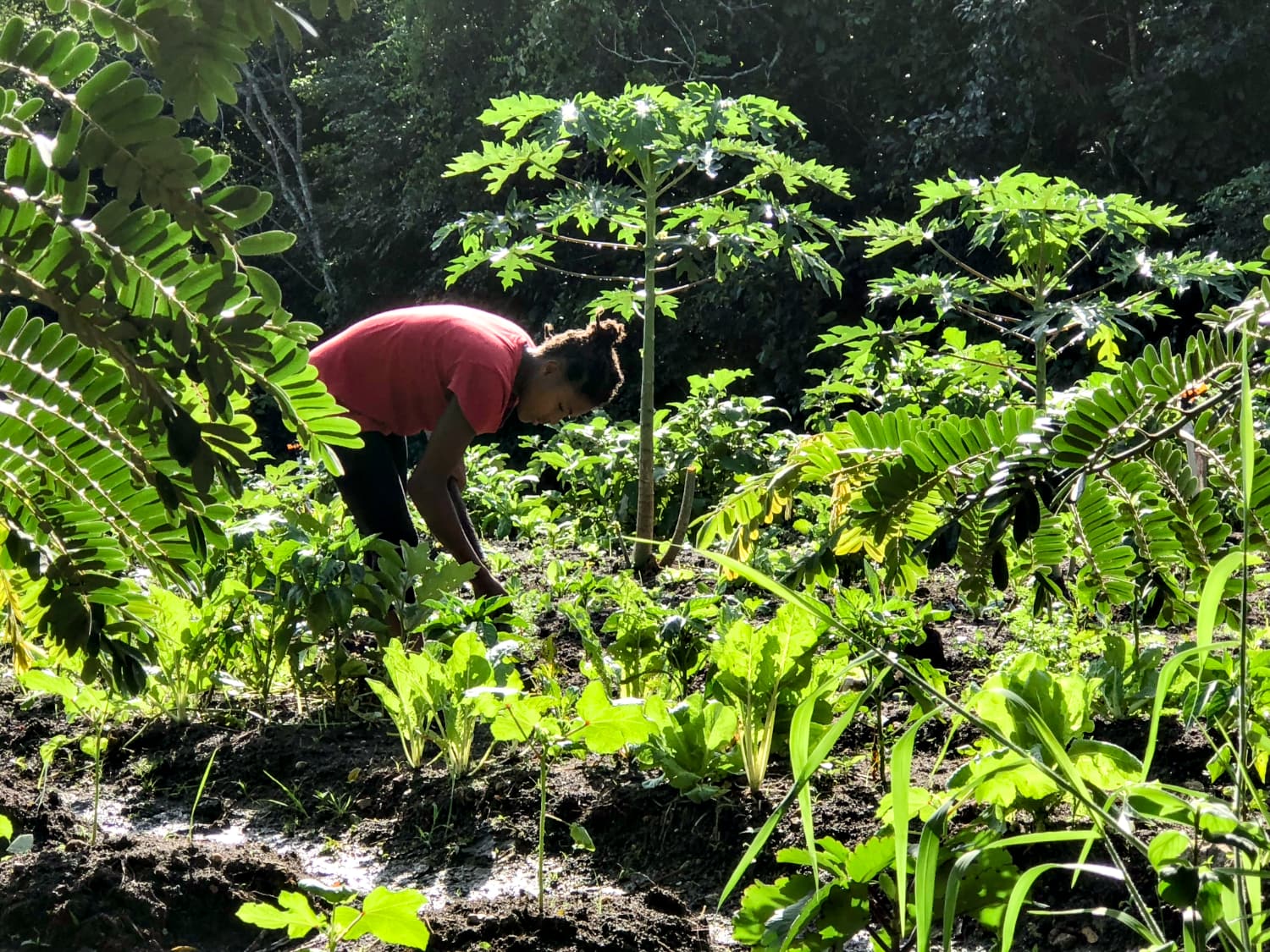 organic garden planting seeds