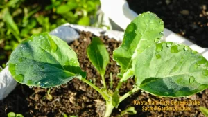 organic green vegetables in fertile rich soil