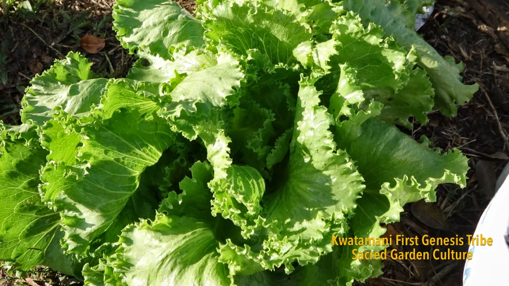 organic vegetables in compost enriched soil