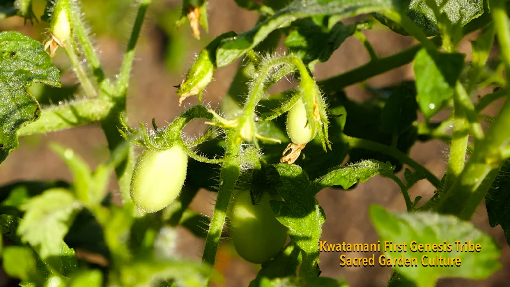 garden fresh tomato on the vine